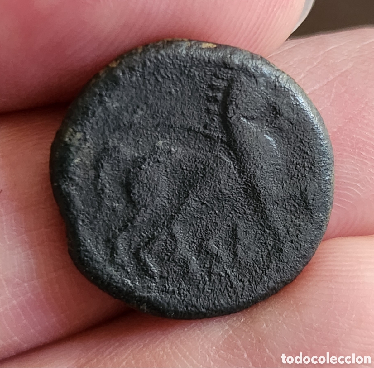 Monedas ib&eacute;ricas: Semis ib&eacute;rico de Kese (Tarragona) - Foto 2