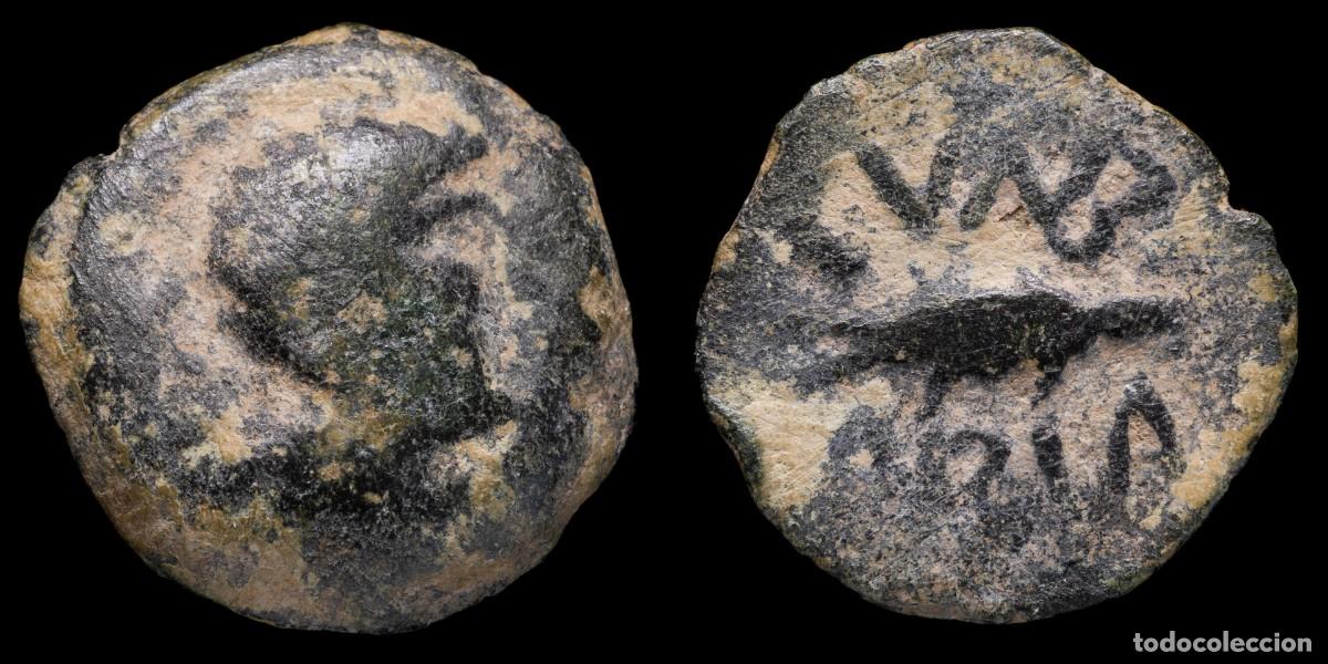 Monedas ib&eacute;ricas: Ancient Hispania - Cvnbaria (Sevilla) Ae Semis - 20 mm / 6.44 gr.