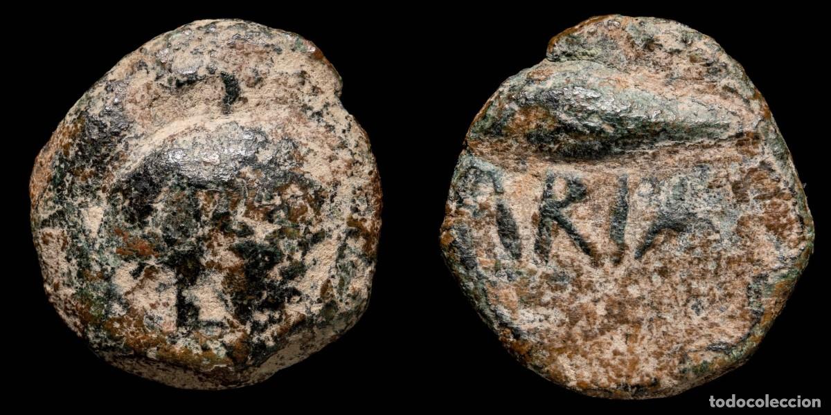 Monedas ib&eacute;ricas: Ancient Hispania - Cvnbaria (Sevilla) Ae Semis - 19 mm / 6.73 gr.