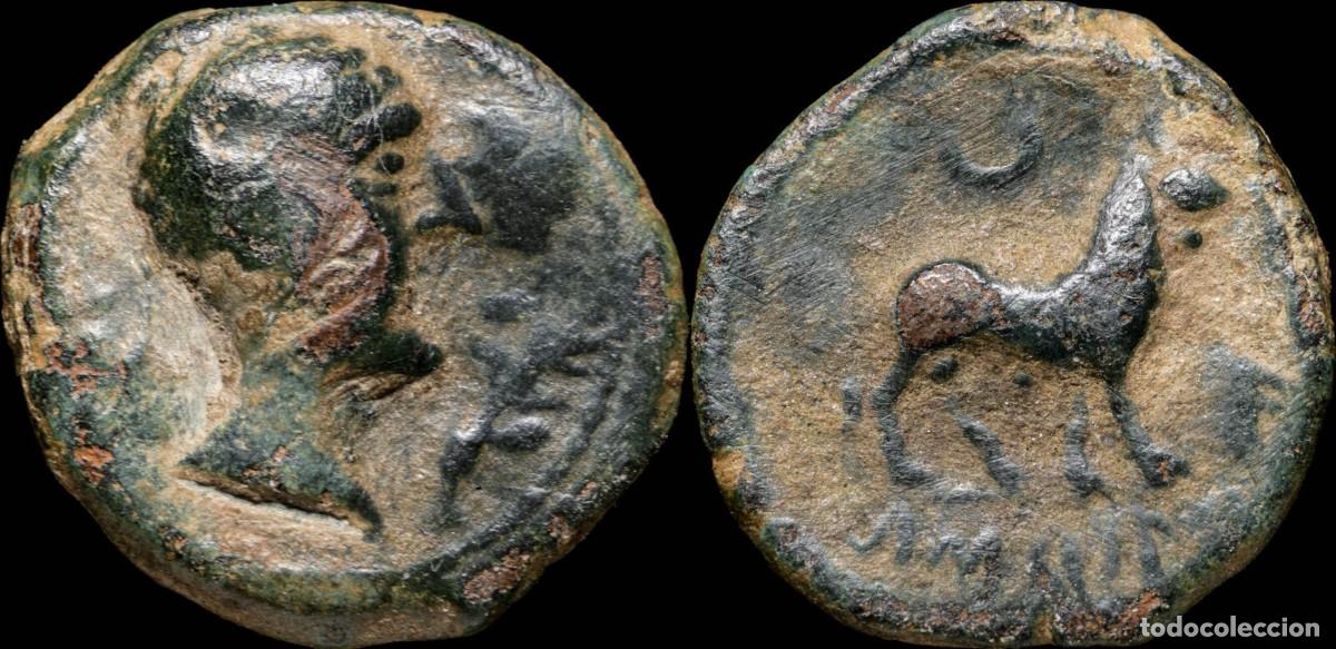 Monedas ib&eacute;ricas: Ancient Hispania - Castulo - (Ja&eacute;n) Ae Semis - 19 mm / 5.47 gr. - Foto 1