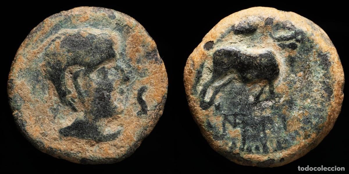 Monedas ib&eacute;ricas: Ancient Hispania - Castulo, Cazlona (Jaen) Ae Semis - 23 mm / 9.48 gr.