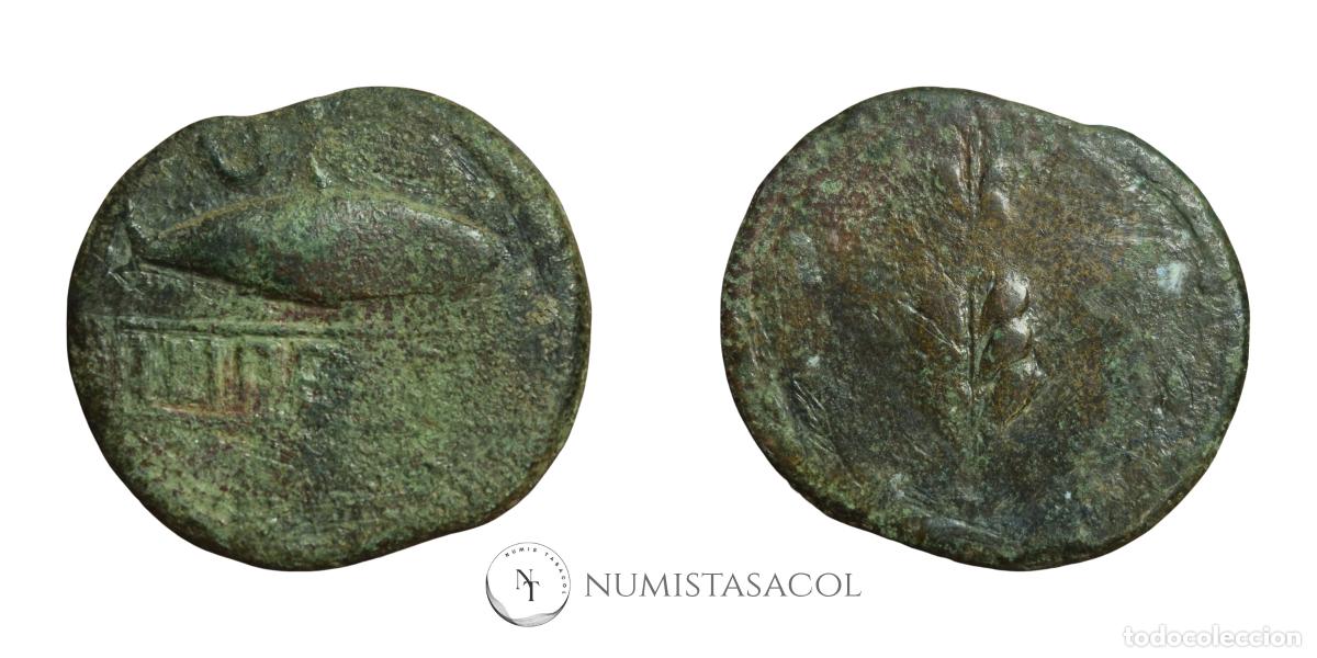 Monedas ib&eacute;ricas: NT/ AS IBERICO ILIPENSE (A1813) - Foto 3