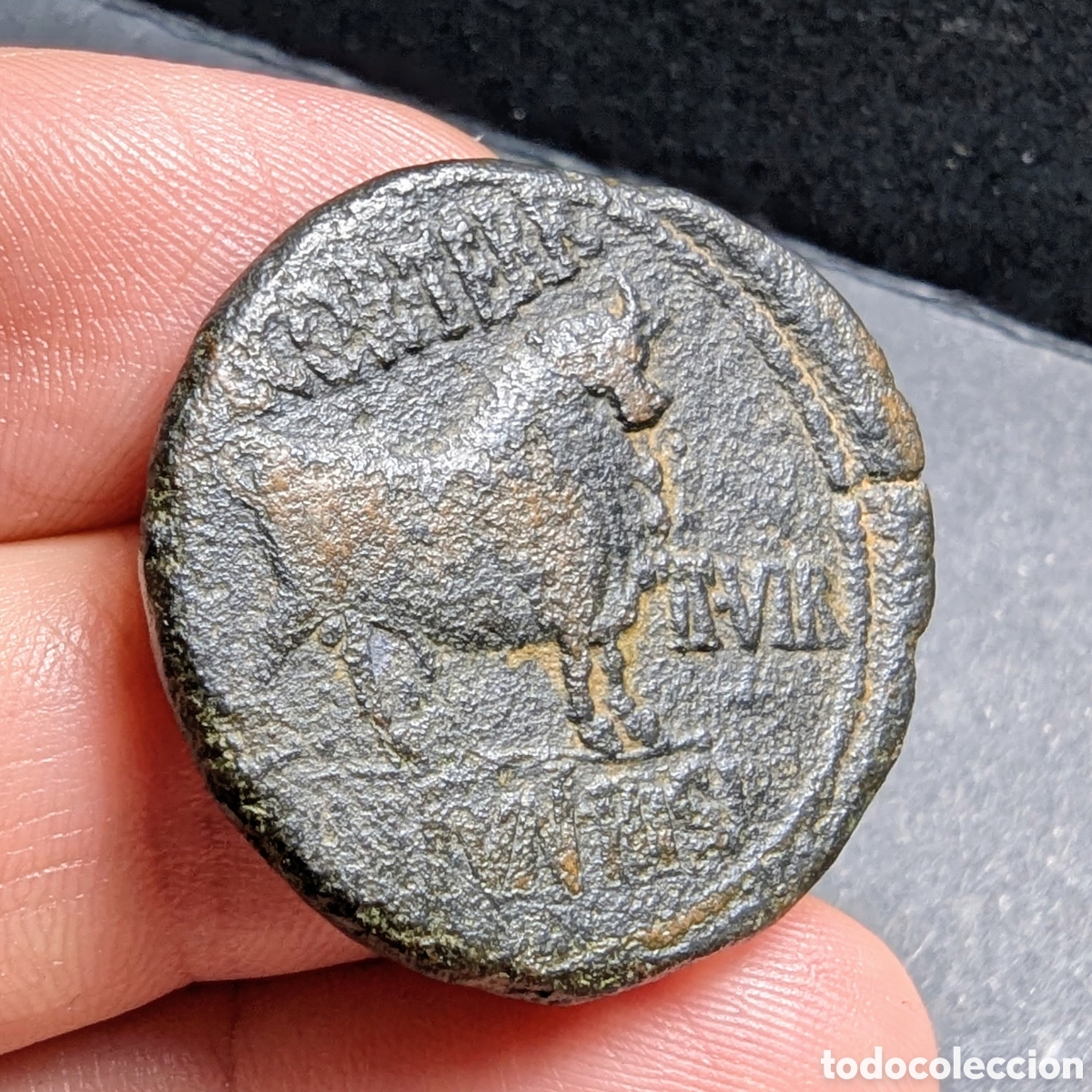 Monedas ib&eacute;ricas: As hispano-romano Celsa 27 a.C.-14 d.C. Augusto - Foto 3