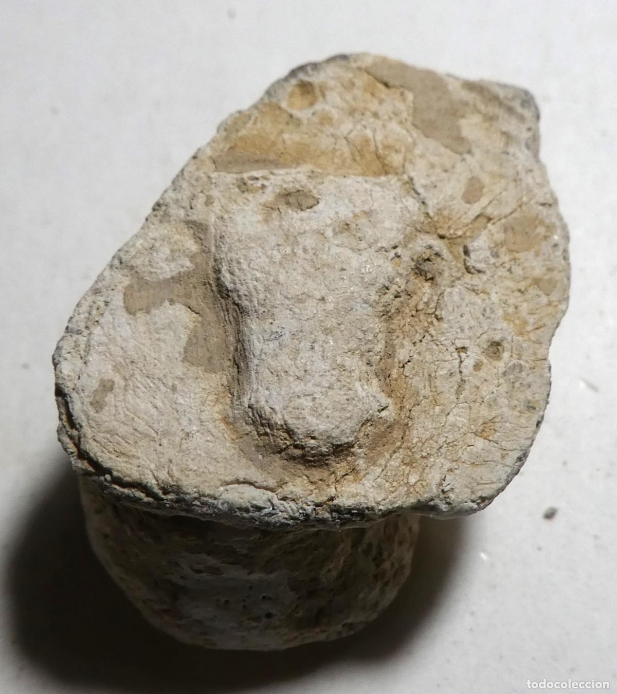 Iberian Coins: Raro Plomo monetiforme, iberoromano SERIE DE LAS MINAS. Cabeza de toro de frente