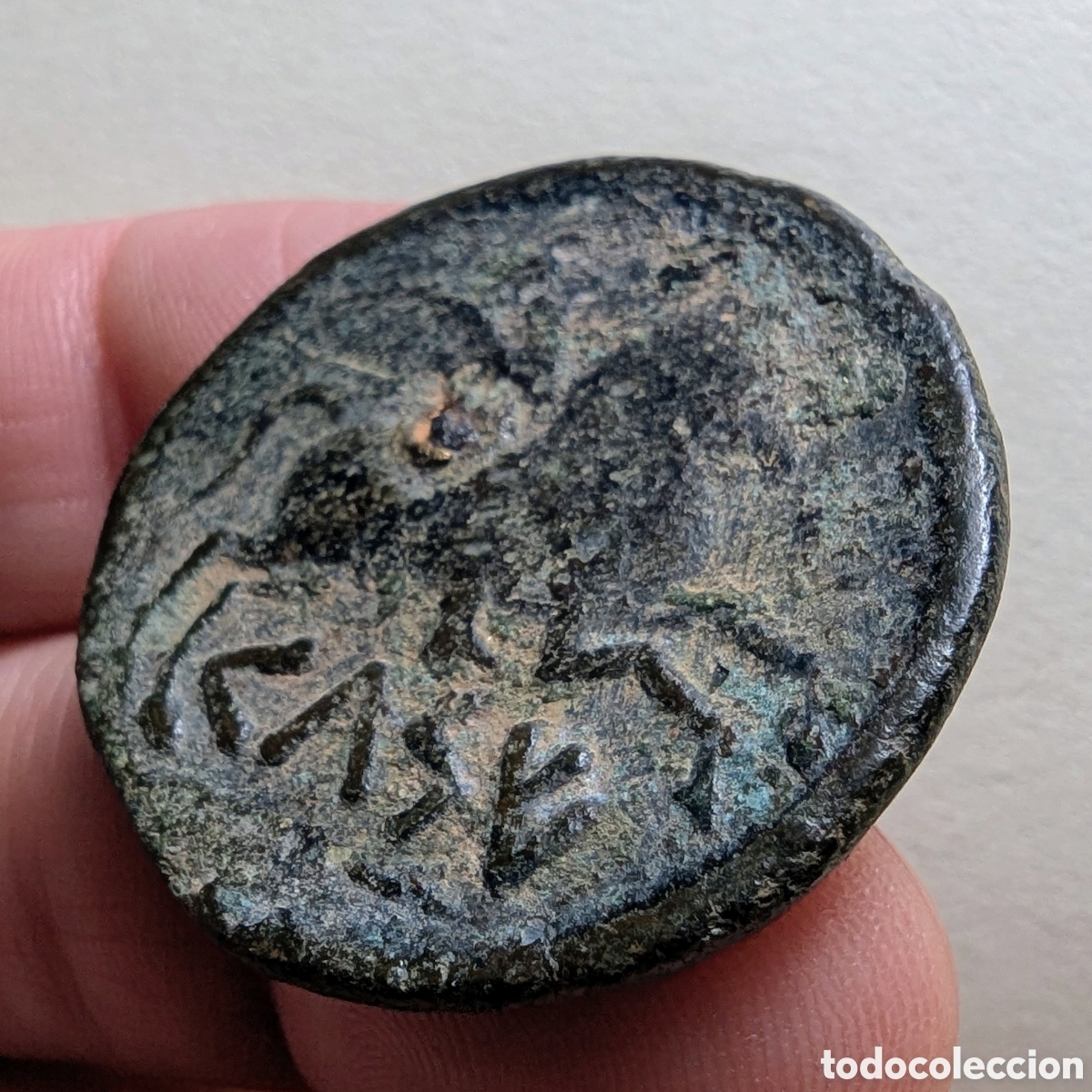 Monedas ib&eacute;ricas: Moneda &iacute;bera Kelse/Celsa &rdquo;biling&uuml;e&rdquo; 49-44 a.C. &rdquo;m&oacute;dulo grande&rdquo; - Foto 4