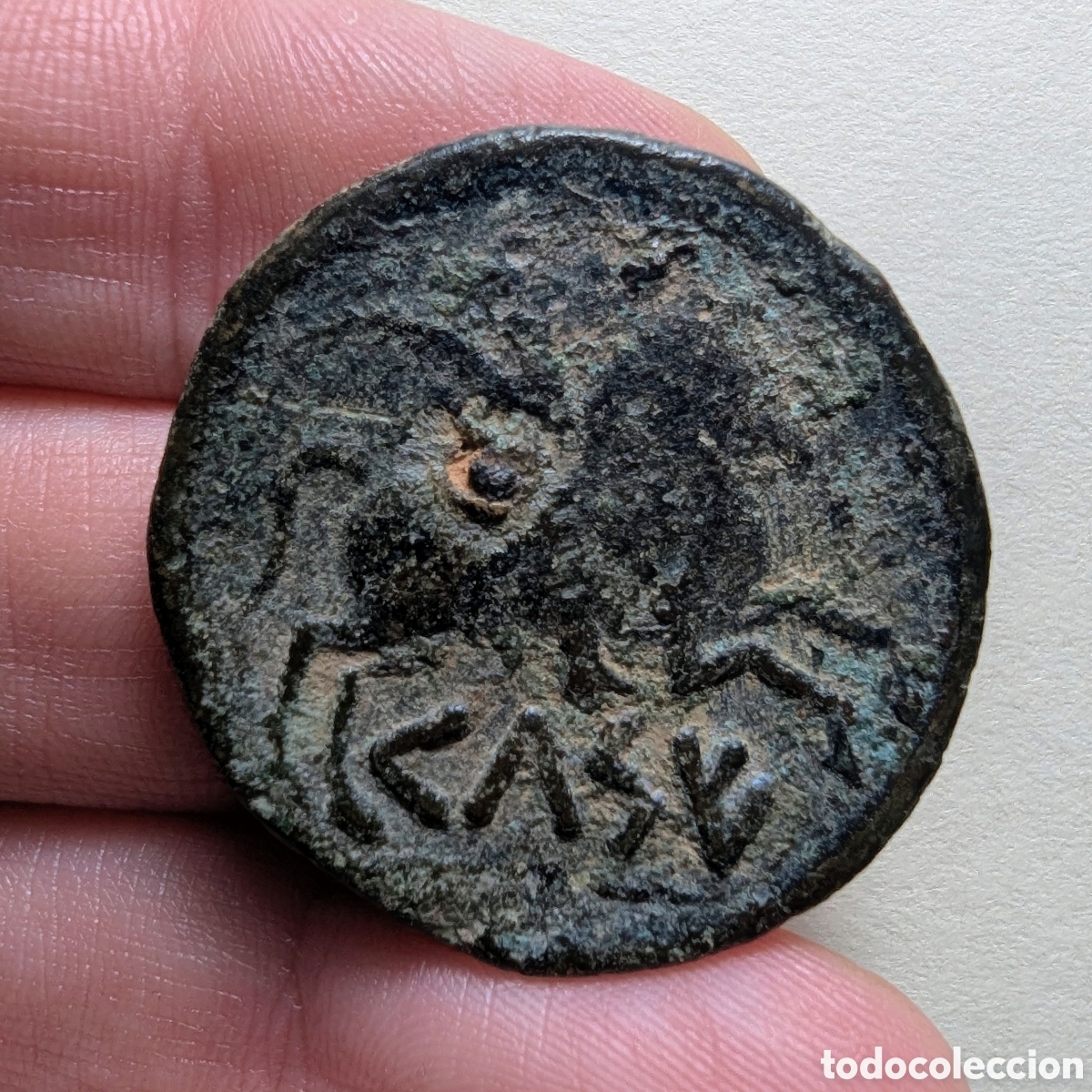 Monedas ib&eacute;ricas: Moneda &iacute;bera Kelse/Celsa &rdquo;biling&uuml;e&rdquo; 49-44 a.C. &rdquo;m&oacute;dulo grande&rdquo;