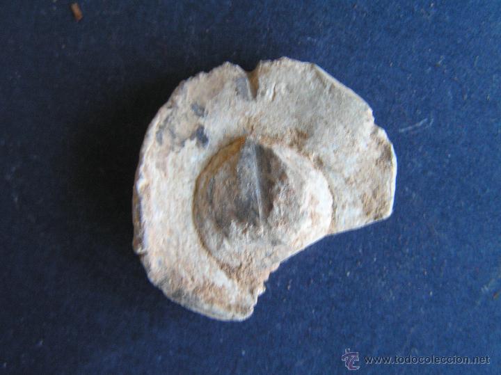 Monedas medievales: PRECINTO DE PLOMO .MEDIEVAL ( A g&Ouml;tica ) - Foto 4