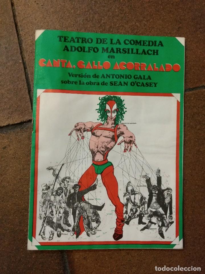 Cat&aacute;logos de M&uacute;sica: FOLLETO-PROGRAMA, TEATRO DE LA COMEDIA ADOLFO MARSILLACH EN CANTA GALLO ACORRALADO, VERSION A. GALA.