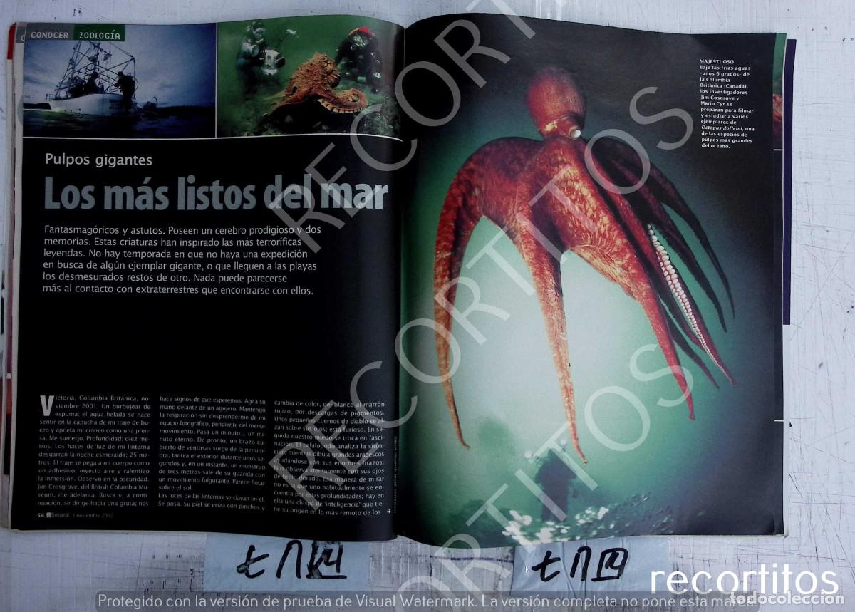 Musique de collection: PULPOS GIGANTES