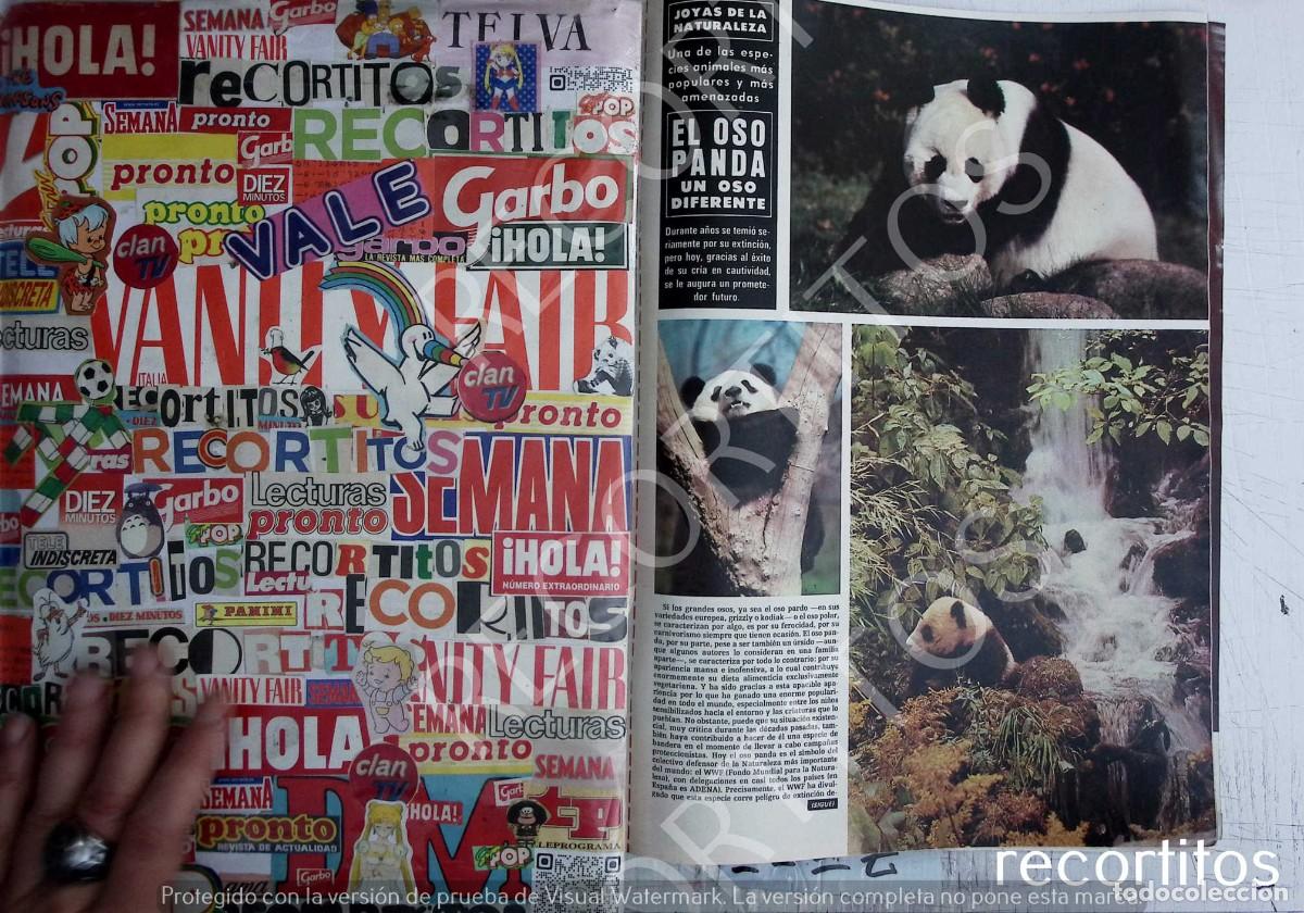 Collectible Music: EL OSO PANDA