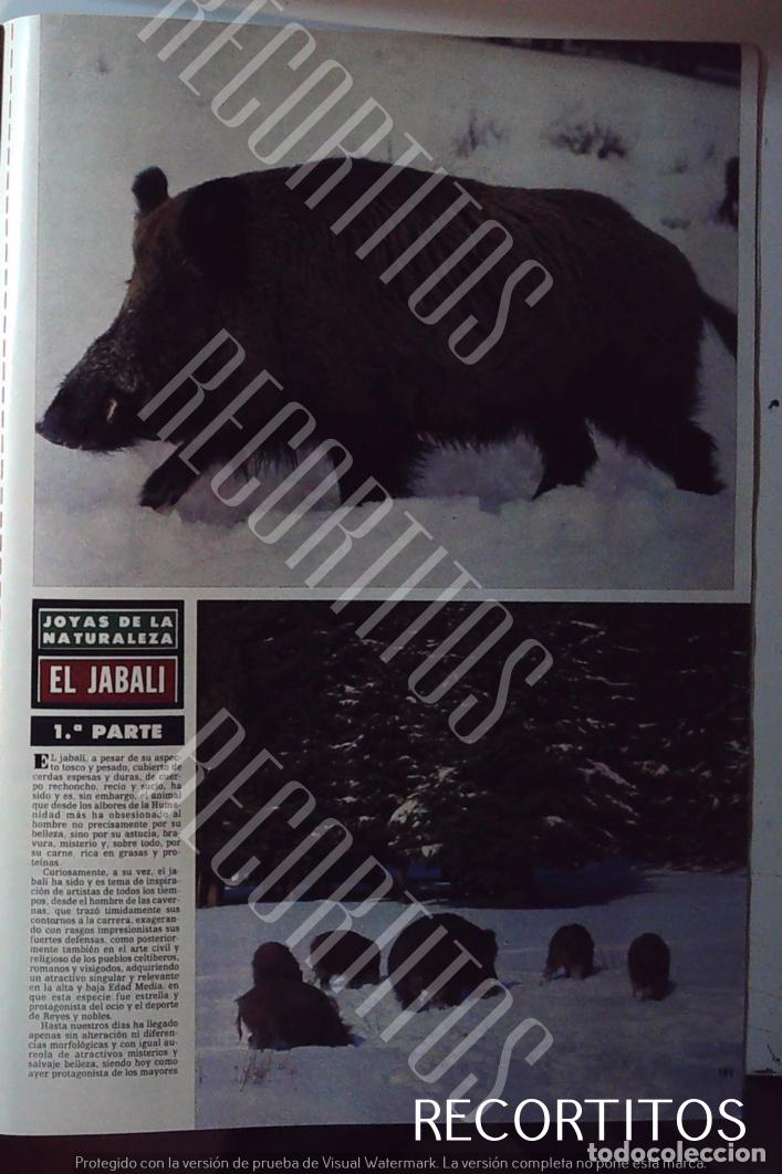 M&uacute;sica de colecci&oacute;n: EL JABALI EN HOLA PARTE - Foto 1