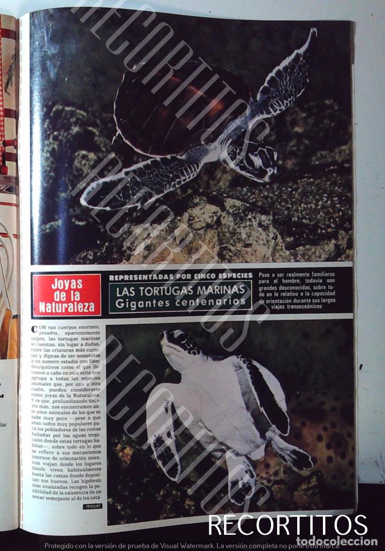 M&uacute;sica de colecci&oacute;n: JOYAS DE LA NATURALEZA LA TORTUGA MARINA