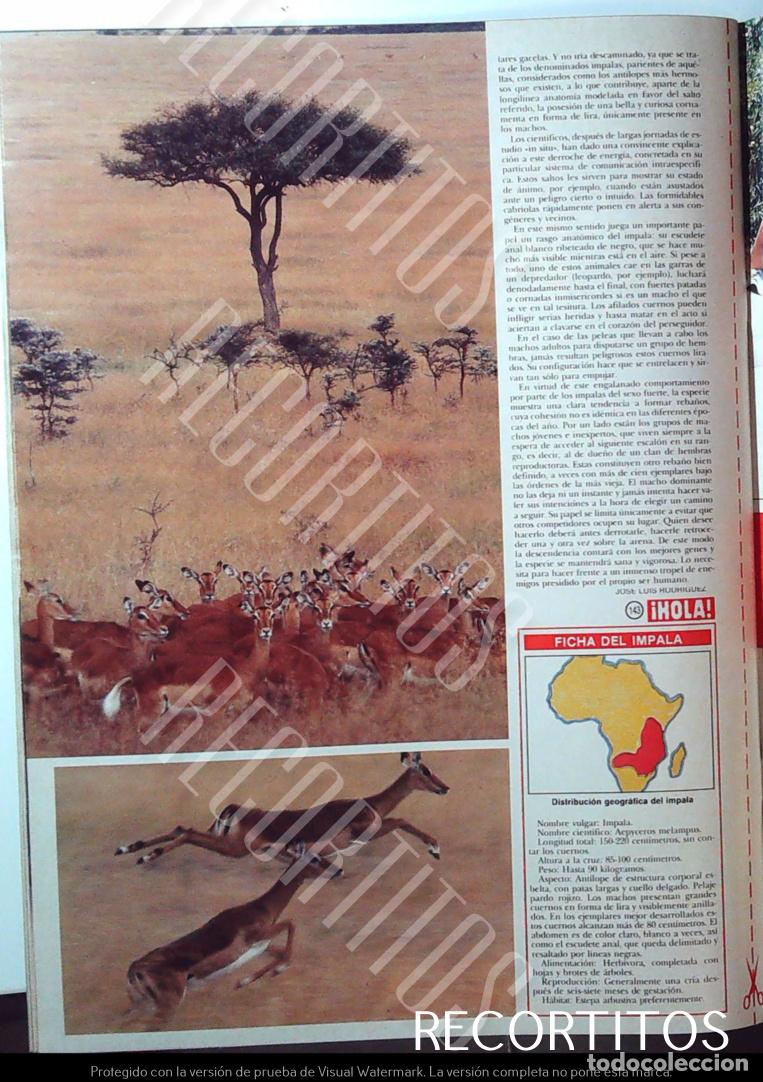 M&uacute;sica de colecci&oacute;n: EL IMPALA ANTILOPE SALTARIN EN HOLA - Foto 2