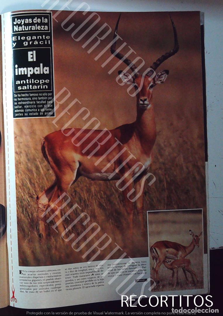 M&uacute;sica de colecci&oacute;n: EL IMPALA ANTILOPE SALTARIN EN HOLA - Foto 1