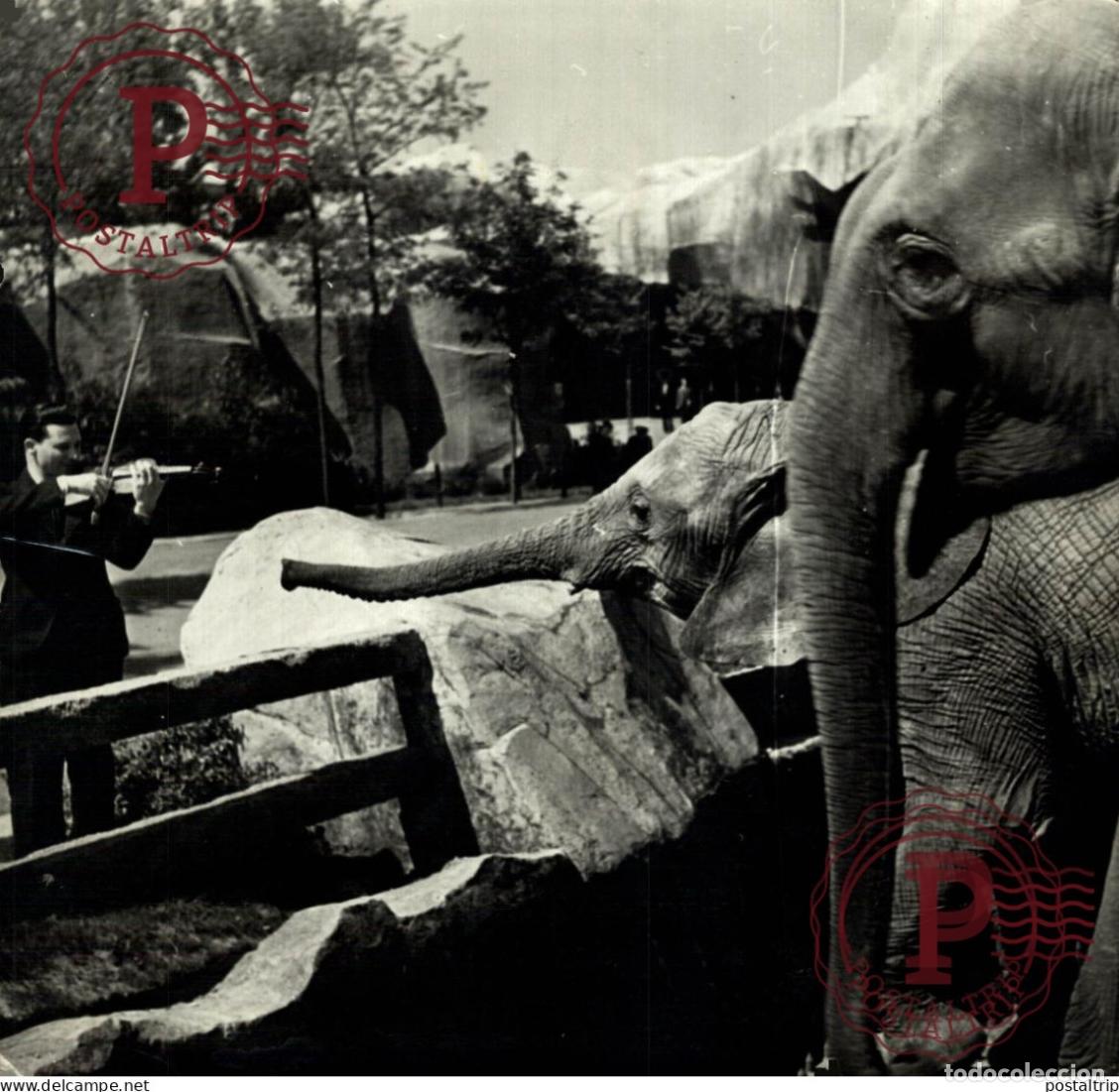 Fotos de Cantantes: MUSIC AT THE ZOO ELEPHANTE ELEPHANT 18*18CM MUSICA MUSIQUE MUSIC MUZIEK