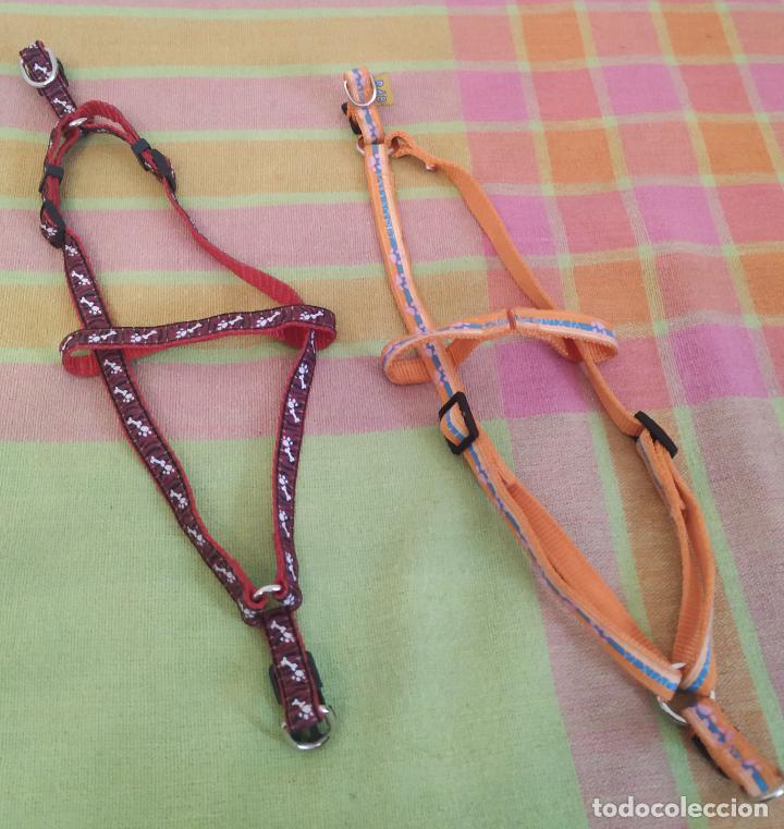 Nuevo: Lote 2 arneses y 2 collares perro mini. Nuevos - Foto 2