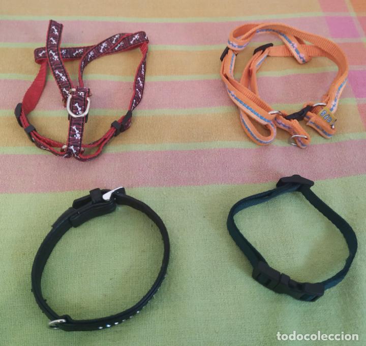 Nuevo: Lote 2 arneses y 2 collares perro mini. Nuevos - Foto 1