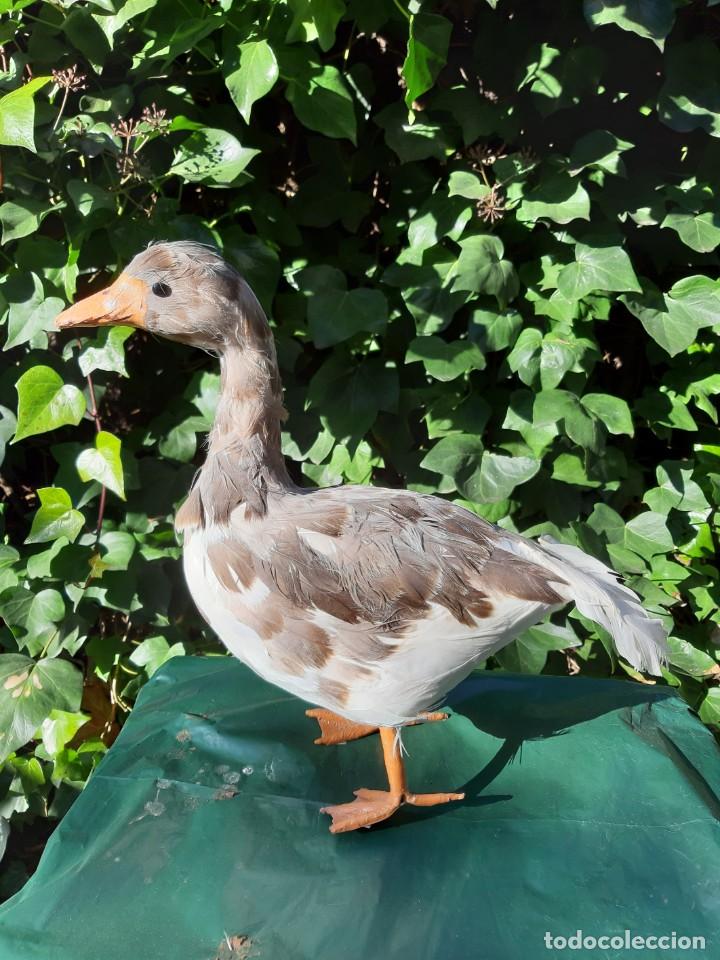 Nuevo: PATO , cubierto de plumas - Foto 2