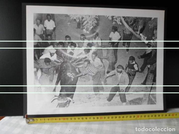Nuevo: BOU EMBOLAT EN EL GRAO A&Ntilde;OS 50 - Foto 1