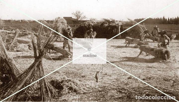 Nuevo: CASTELLON EN EL RECUERDO, TRABAJANDO EL CA&Ntilde;AMO - Foto 1