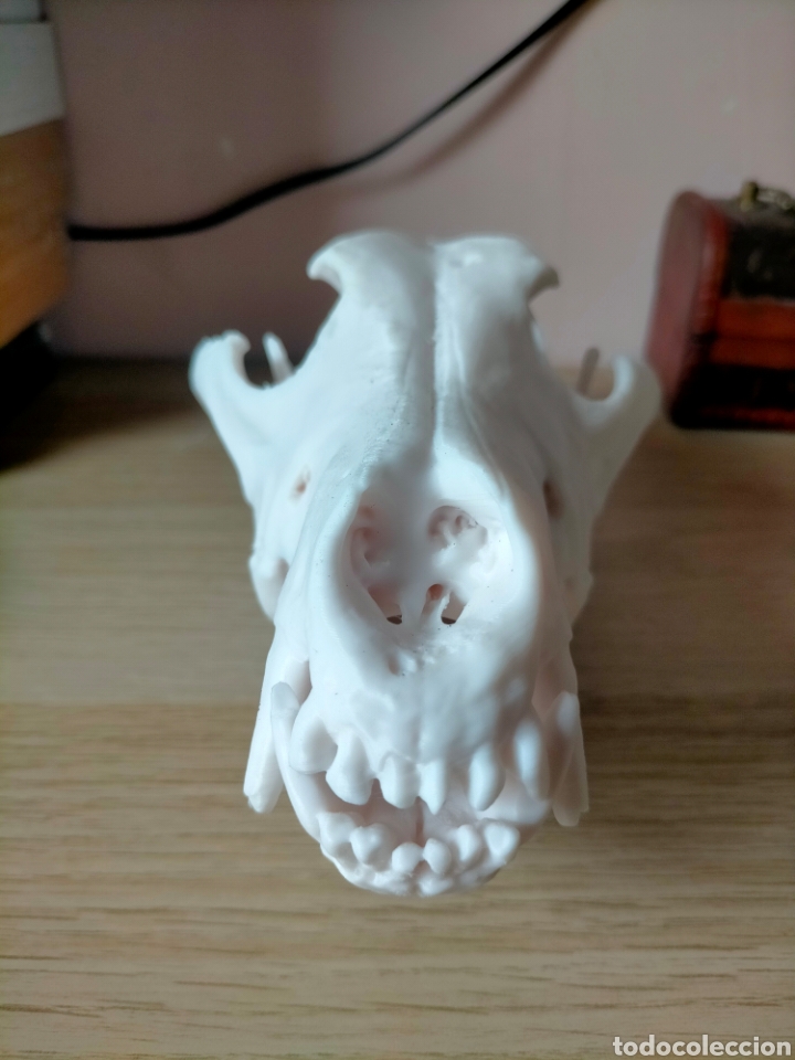 Nuevo: Cr&aacute;neo de lobo ib&eacute;rico en 3d - Foto 2