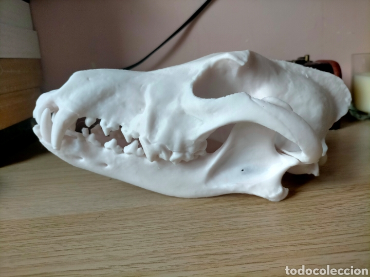 Nuevo: Cr&aacute;neo de lobo ib&eacute;rico en 3d - Foto 3