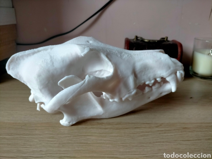 Nuevo: Cr&aacute;neo de lobo ib&eacute;rico en 3d - Foto 1