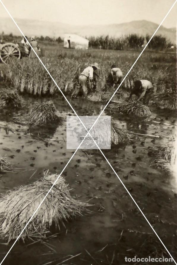 Novo: CASTELLON EN EL RECUERDO ARROZALES EN EL SERRADAL