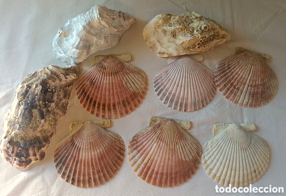 Nuevo: Conjunto variado de conchas acuario - Foto 3