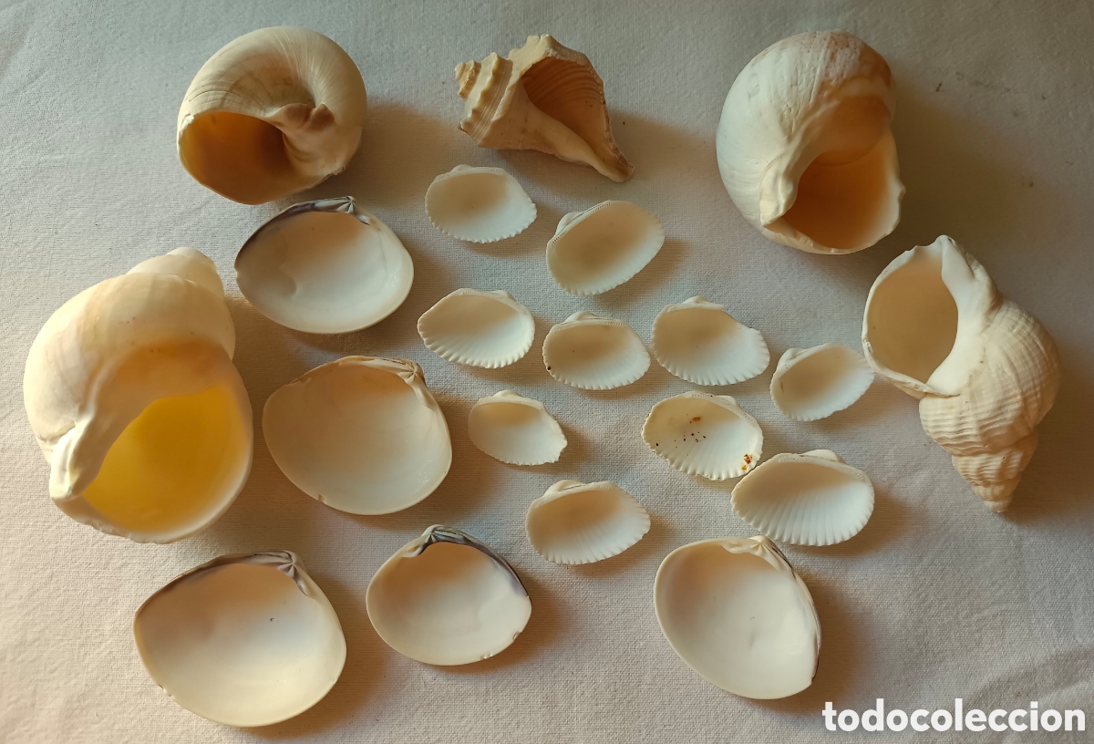 Nuevo: Conjunto variado de conchas acuario - Foto 4