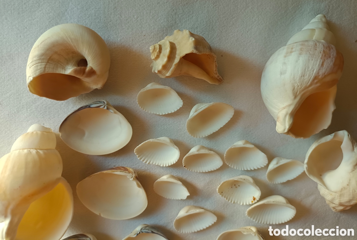 Nuevo: Conjunto variado de conchas acuario - Foto 7