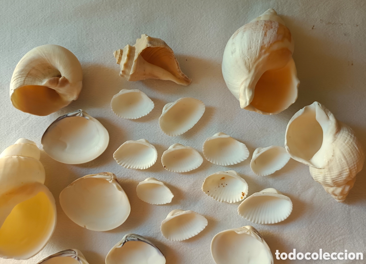 Nuevo: Conjunto variado de conchas acuario - Foto 8