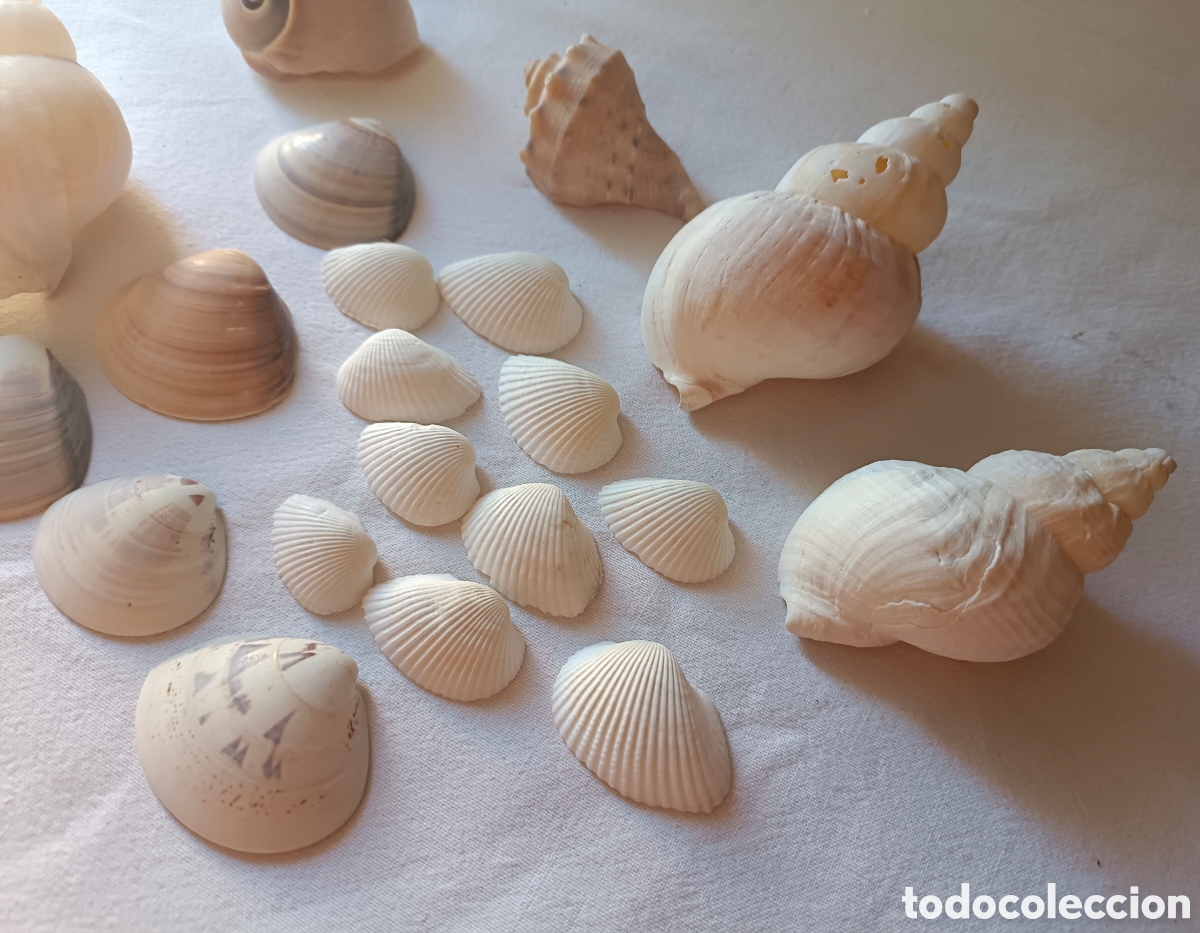 Nuevo: Conjunto variado de conchas acuario - Foto 9