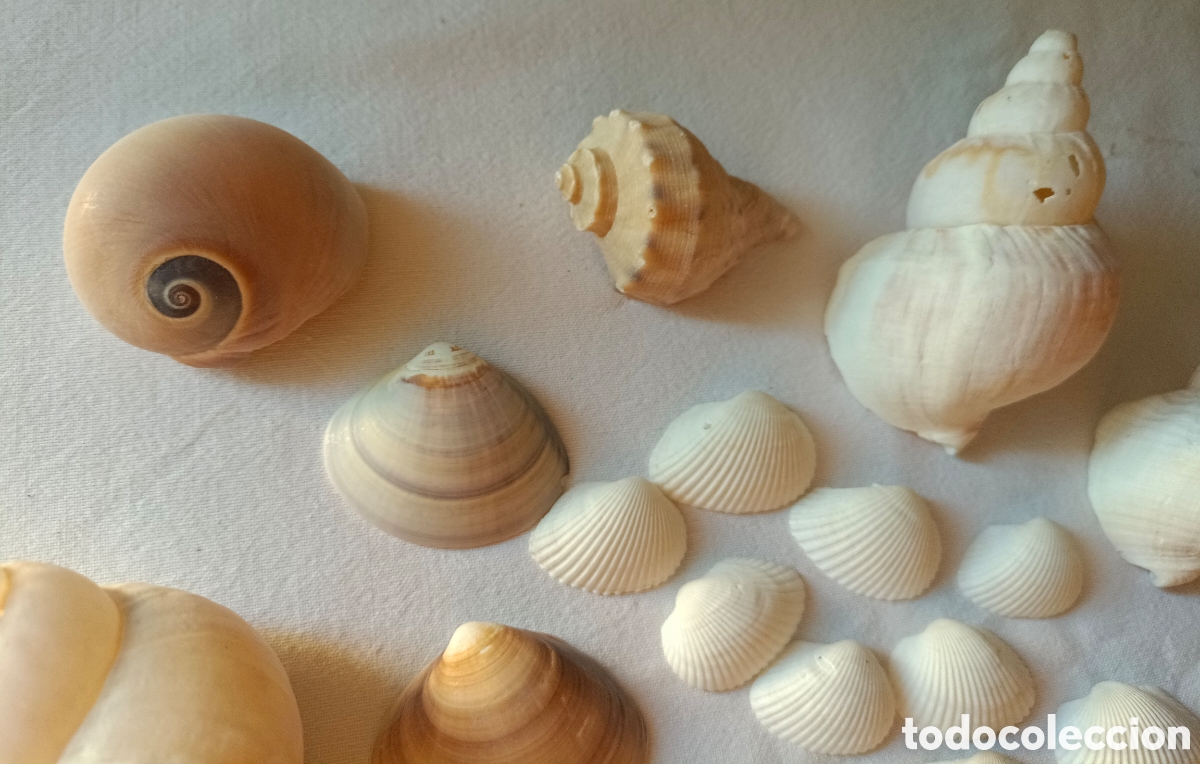 Nuevo: Conjunto variado de conchas acuario - Foto 13