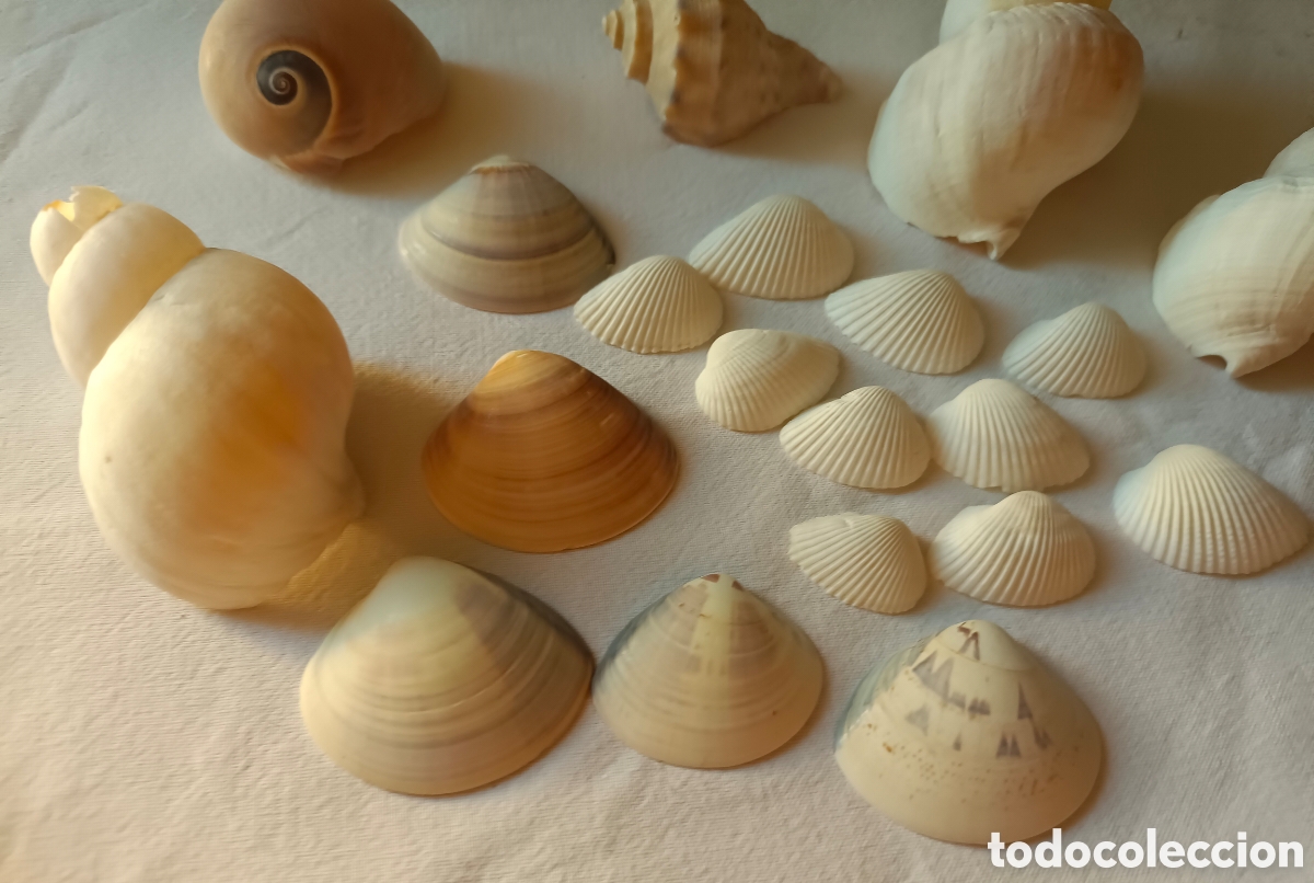 Nuevo: Conjunto variado de conchas acuario - Foto 14