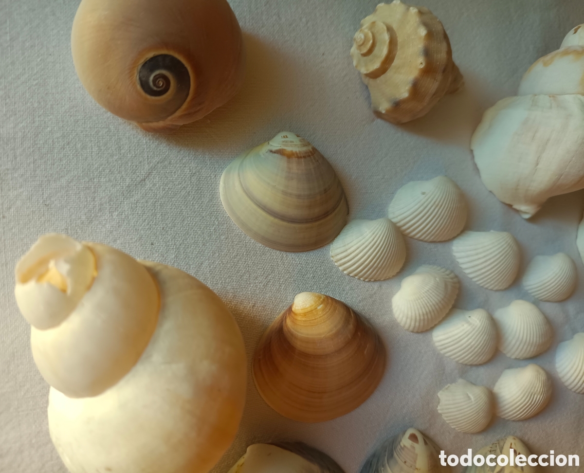 Nuevo: Conjunto variado de conchas acuario - Foto 15