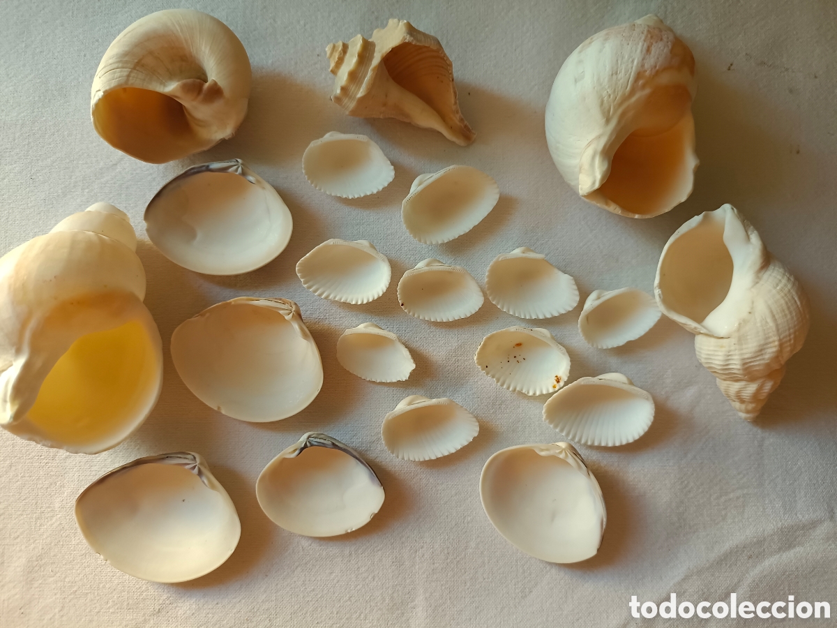 Nuevo: Conjunto variado de conchas acuario - Foto 16