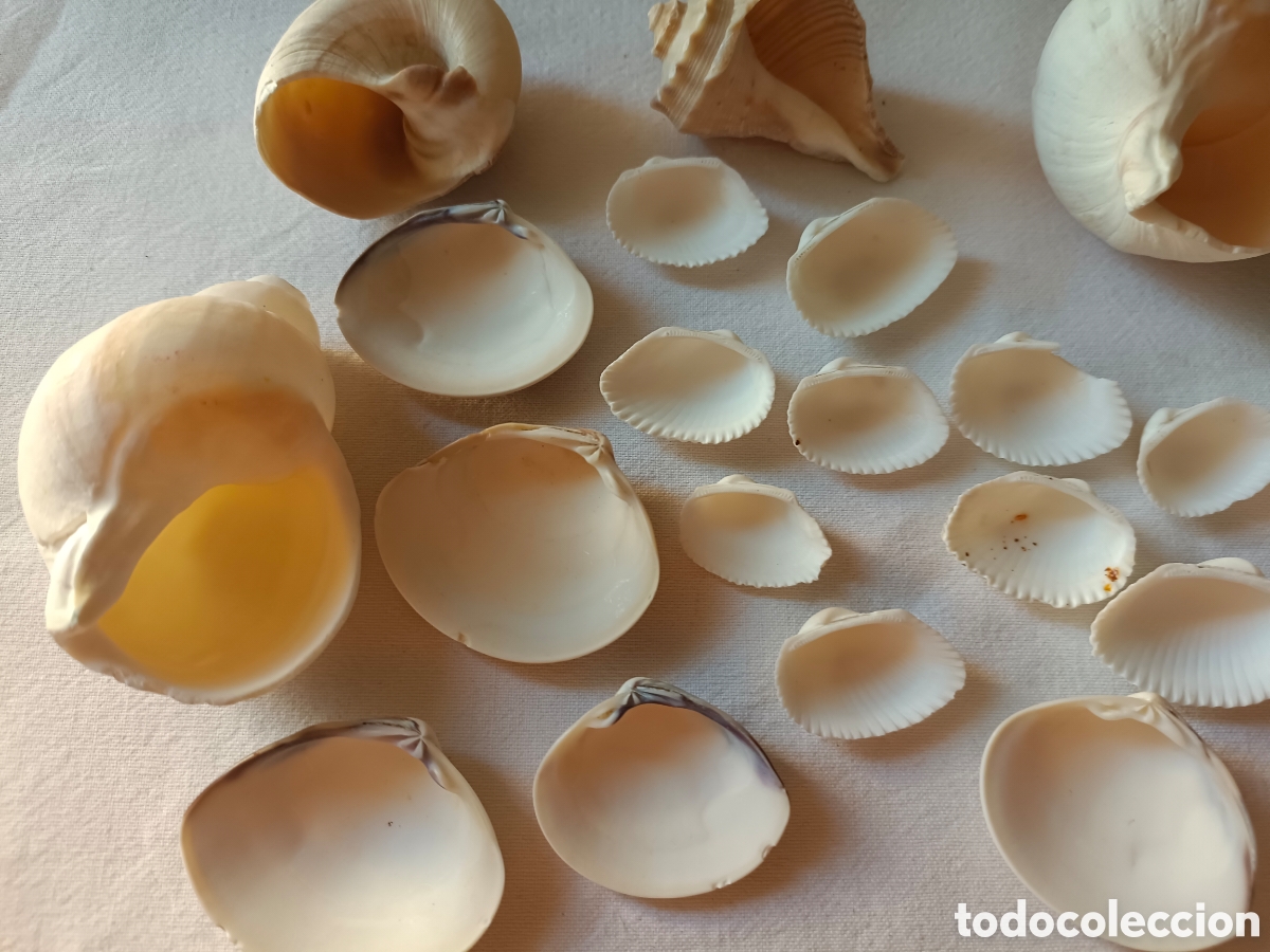 Nuevo: Conjunto variado de conchas acuario - Foto 17