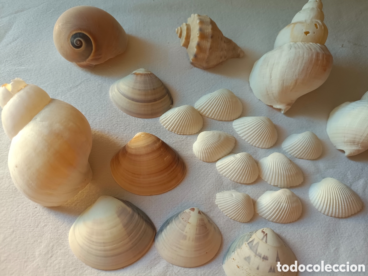 Nuevo: Conjunto variado de conchas acuario - Foto 18