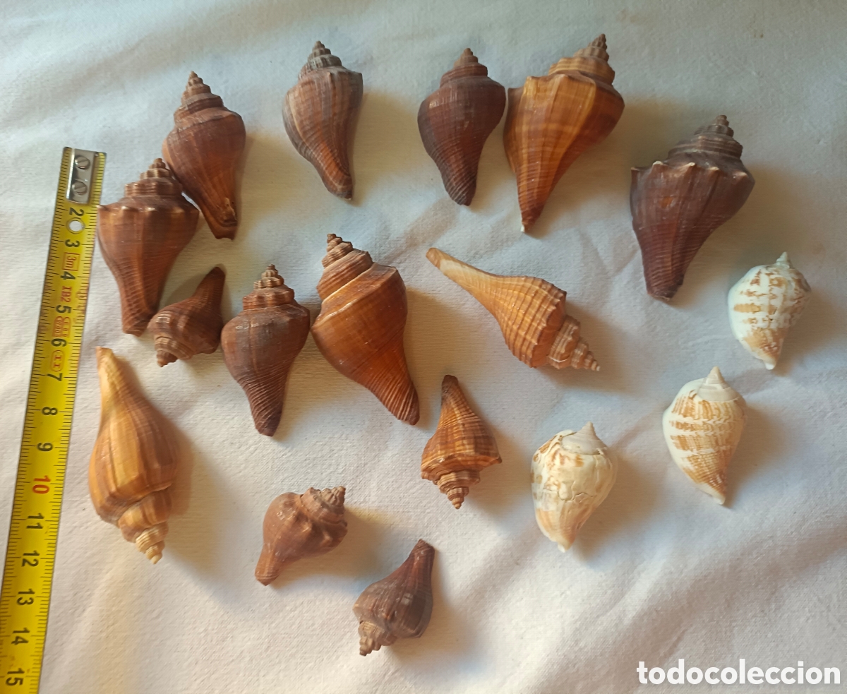 Nuevo: Conjunto variado de conchas acuario - Foto 19