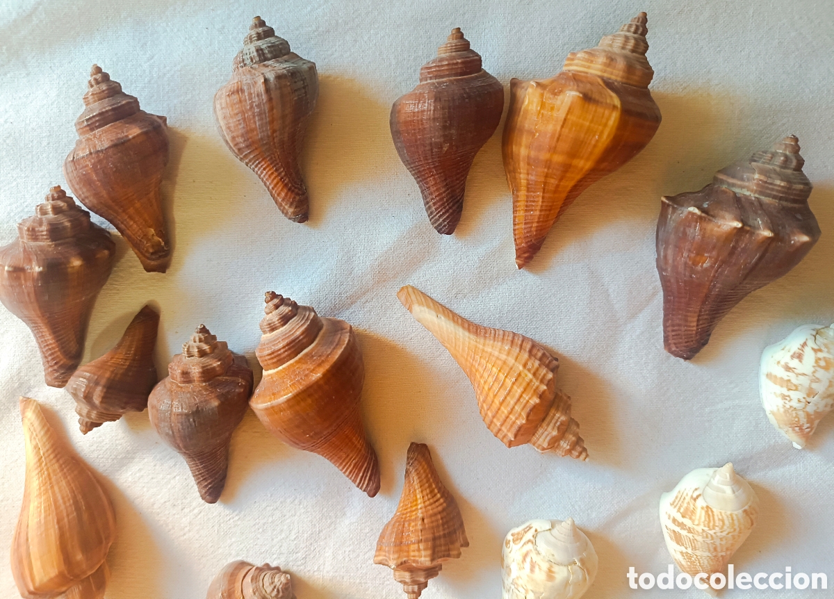 Nuevo: Conjunto variado de conchas acuario - Foto 21
