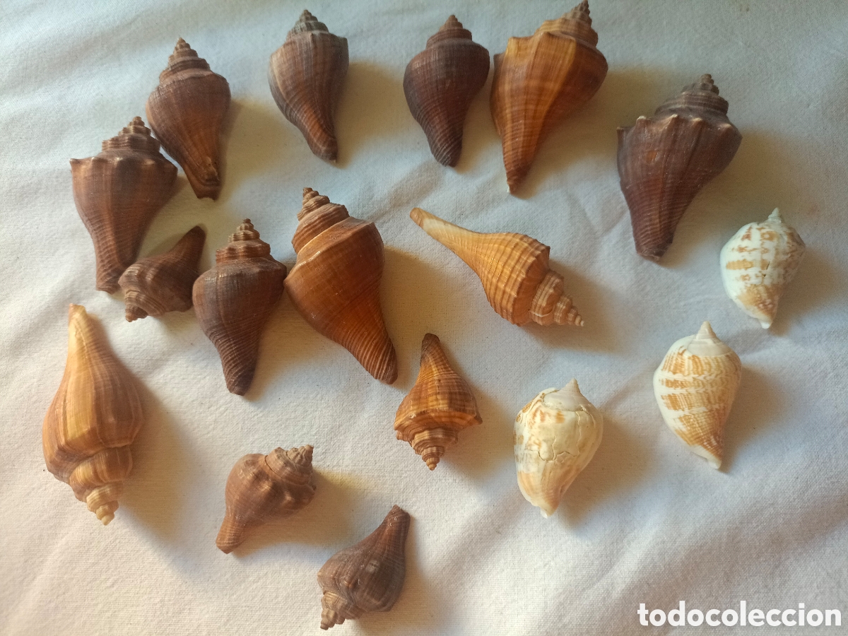 Nuevo: Conjunto variado de conchas acuario - Foto 22