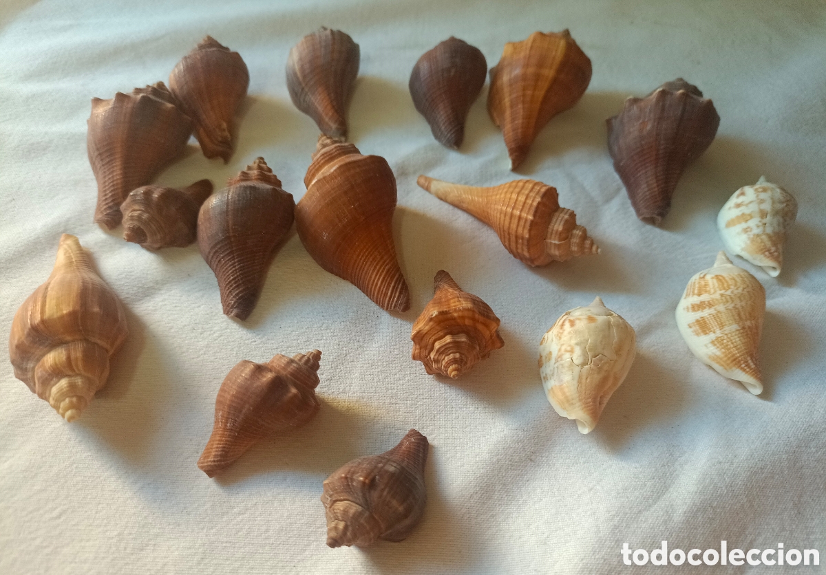 Nuevo: Conjunto variado de conchas acuario - Foto 26