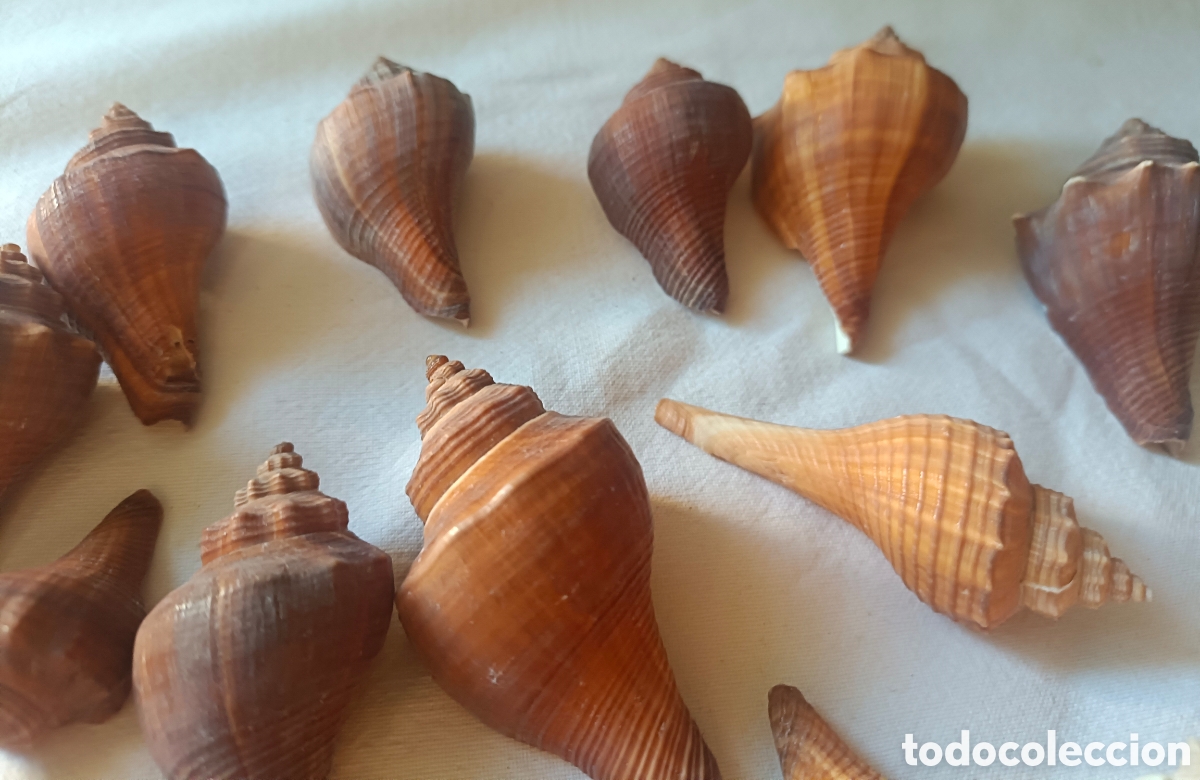 Nuevo: Conjunto variado de conchas acuario - Foto 27