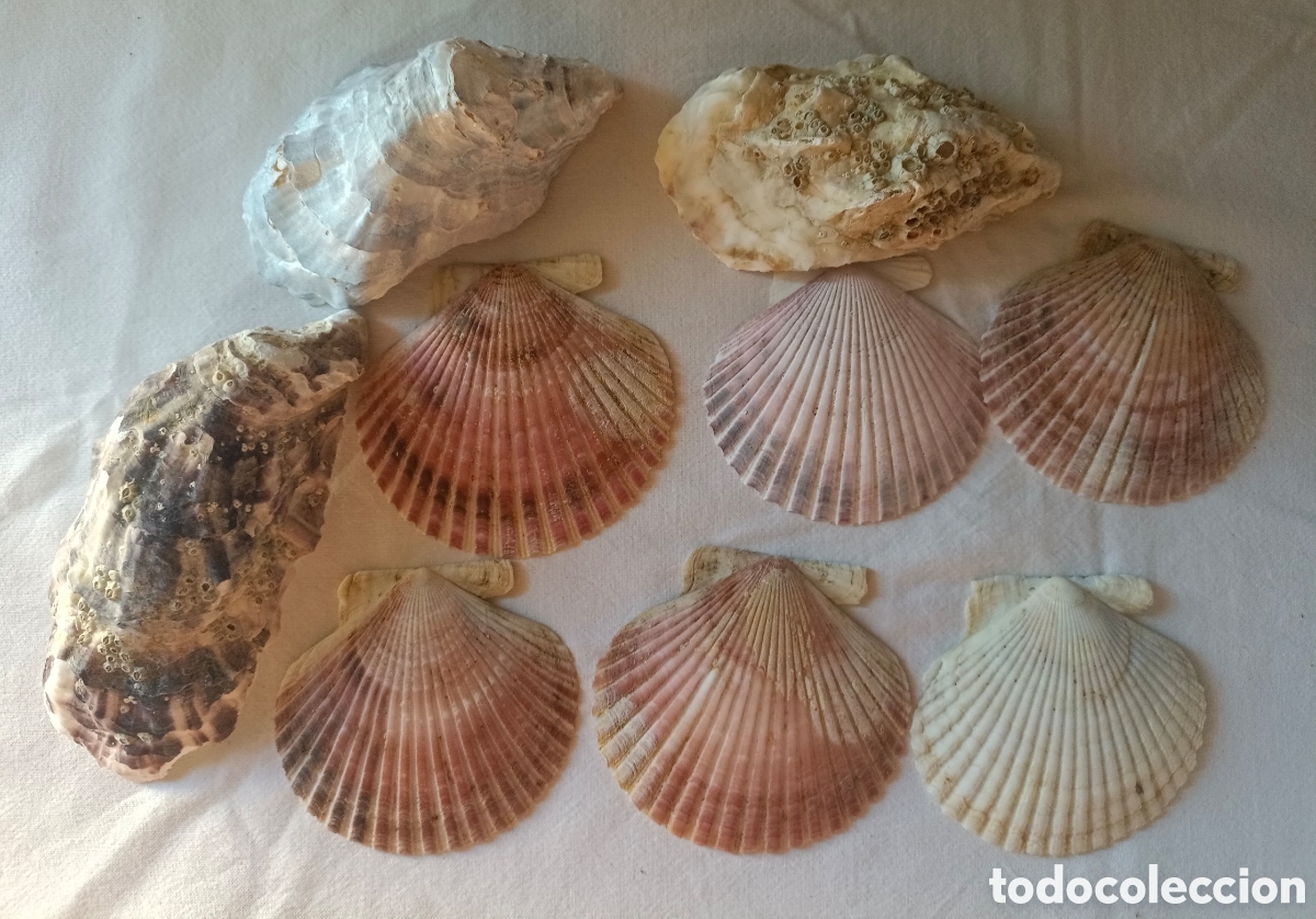 Nuevo: Conjunto variado de conchas acuario - Foto 28