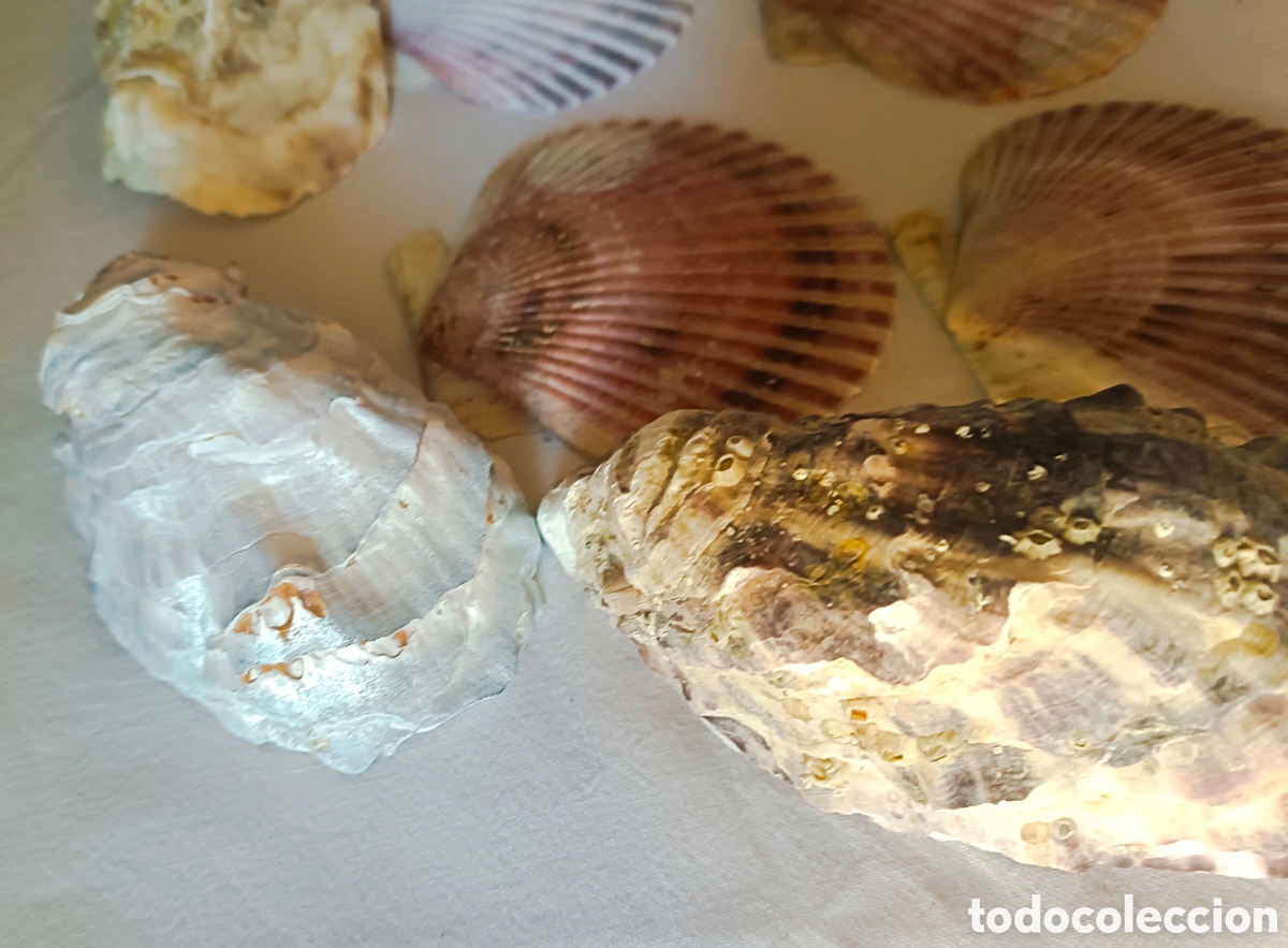 Nuevo: Conjunto variado de conchas acuario - Foto 29