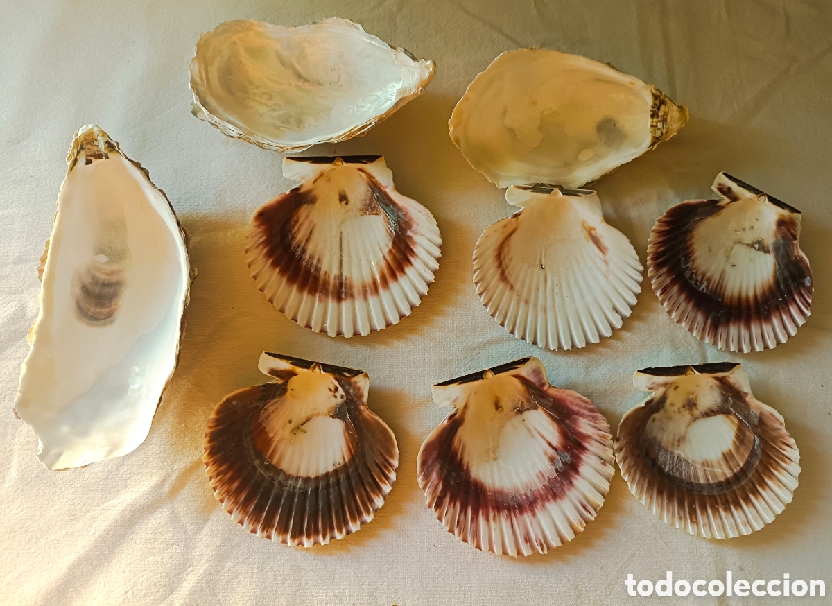 Nuevo: Conjunto variado de conchas acuario - Foto 30