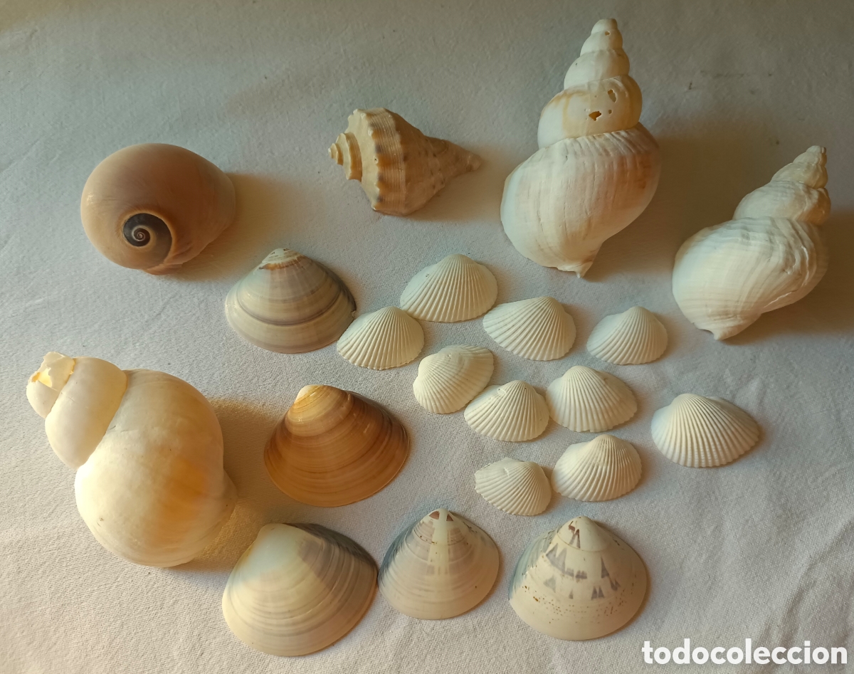 Nuevo: Conjunto variado de conchas acuario - Foto 1