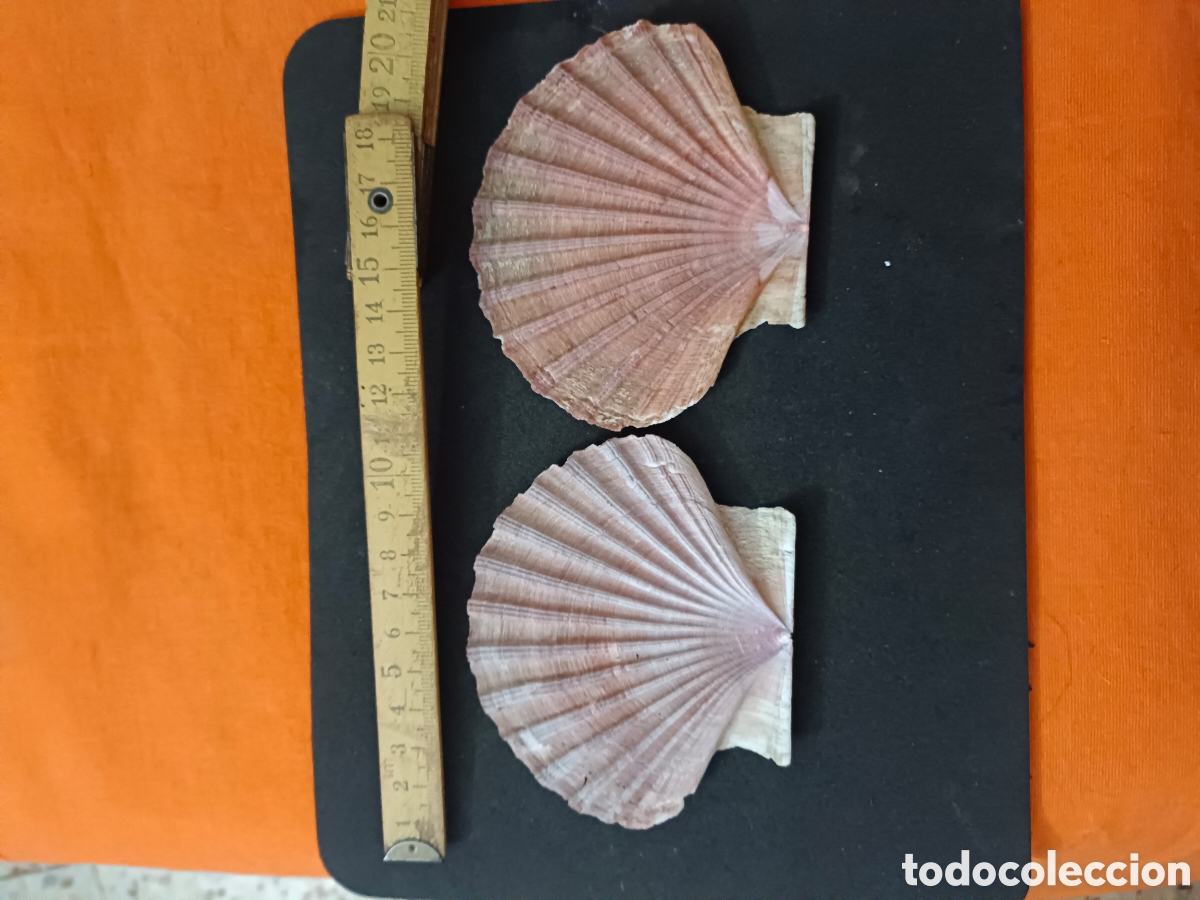 Nuevo: Lote 2 conchas de vierias - Foto 3