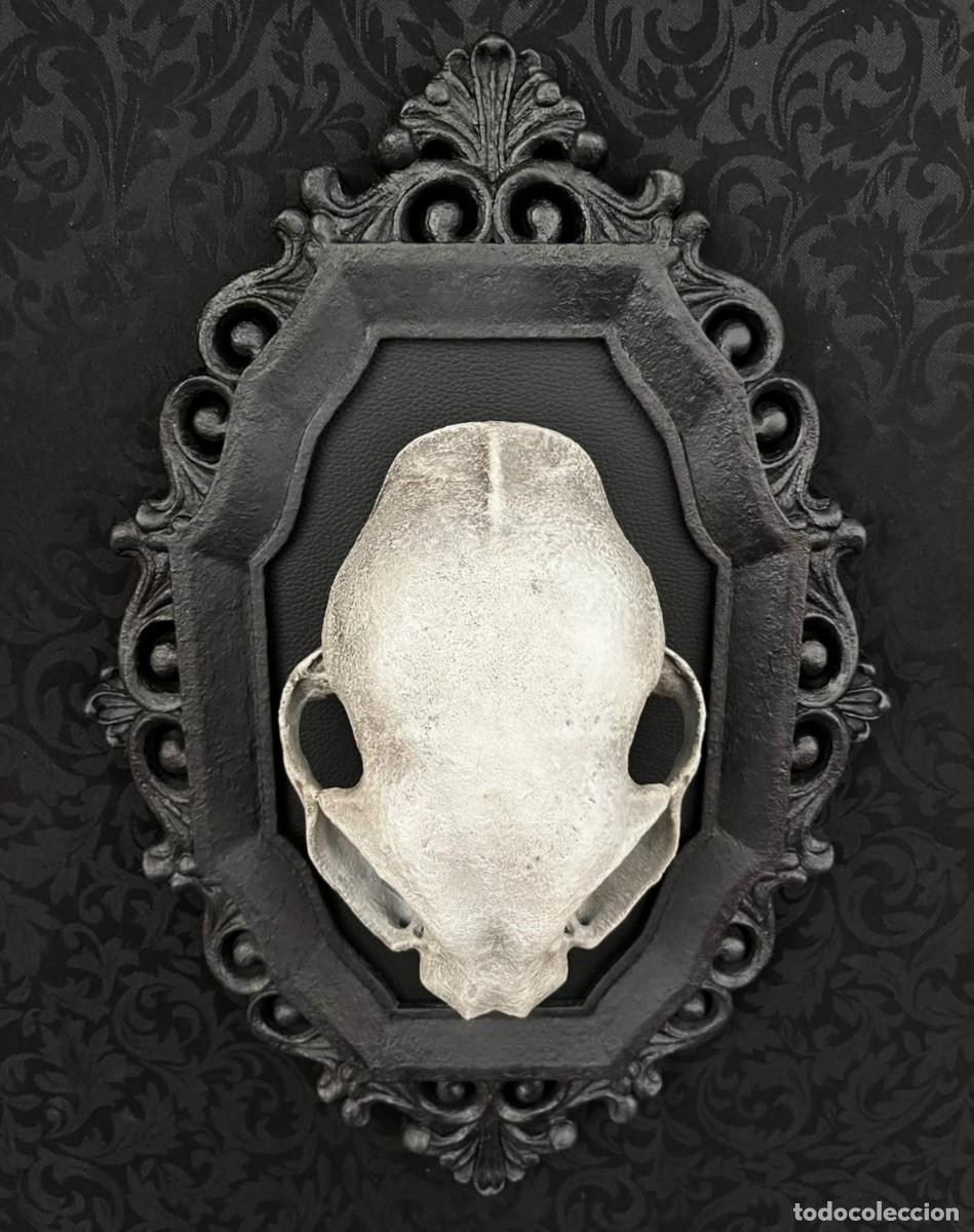 Nuevo: Dark Gothic CAT Skull Calavera Gato - Foto 4